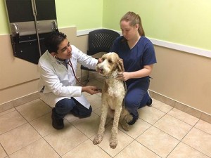 Dog getting checkup