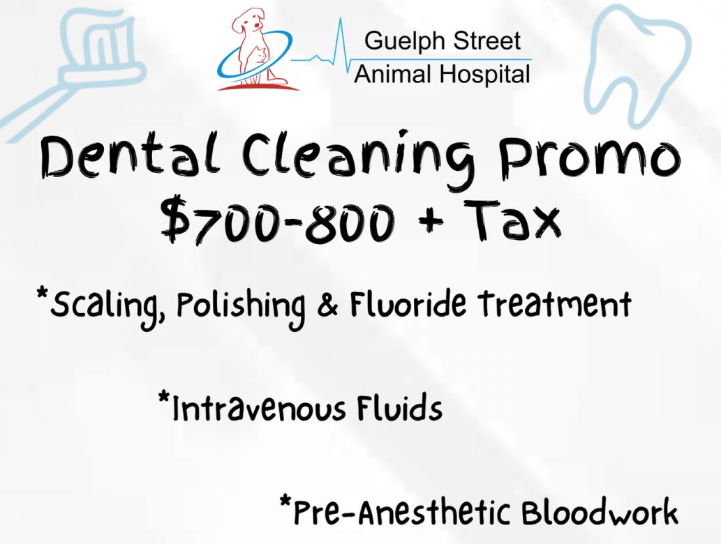 Dental Promotion
