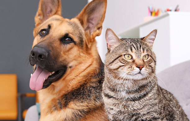 Meet our team image - cat and dog in waiting room