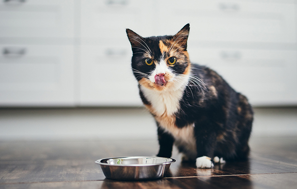 Click to shop - cat with bowl of food