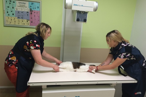 Staff Taking Radiographs of a Cat