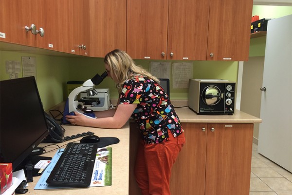 Staff viewing sample in microscope