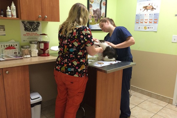 Staff examining a patient