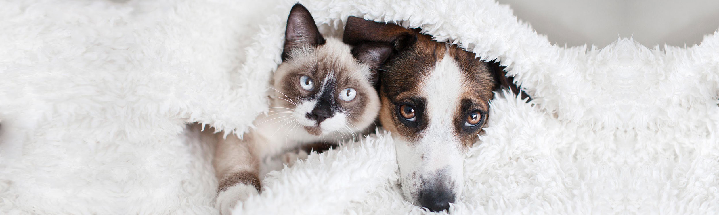 Guelph_Slide_Winter_2